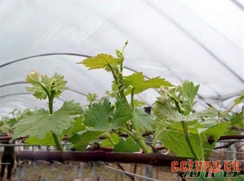 如何修剪葡萄树(常用修剪方法)