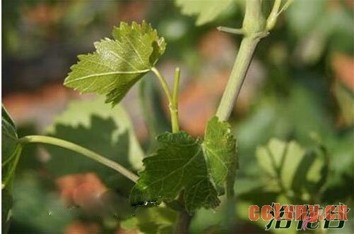 如何修剪葡萄树(常用修剪方法)