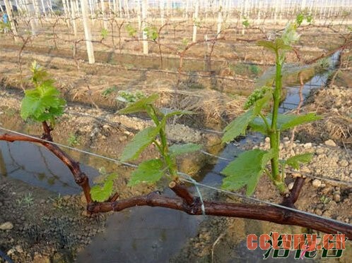 如何修剪葡萄树(常用修剪方法)