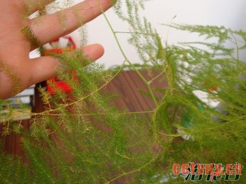 文竹叶子发黄要剪掉吗