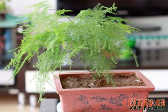 如何给文竹浇水