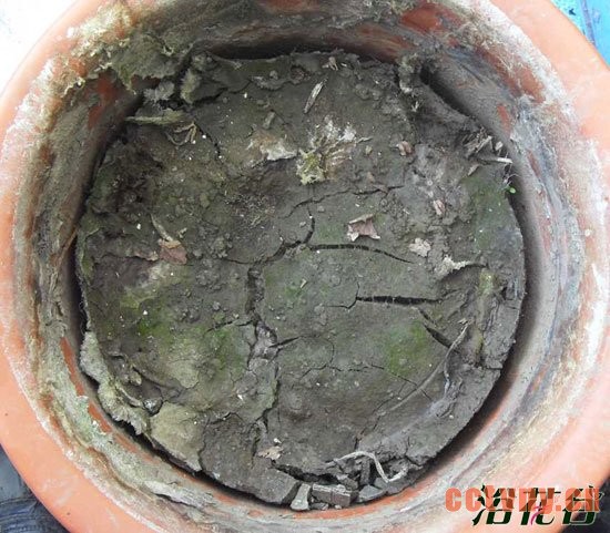 碗莲如何翻盆 碗莲翻盆记录(图)