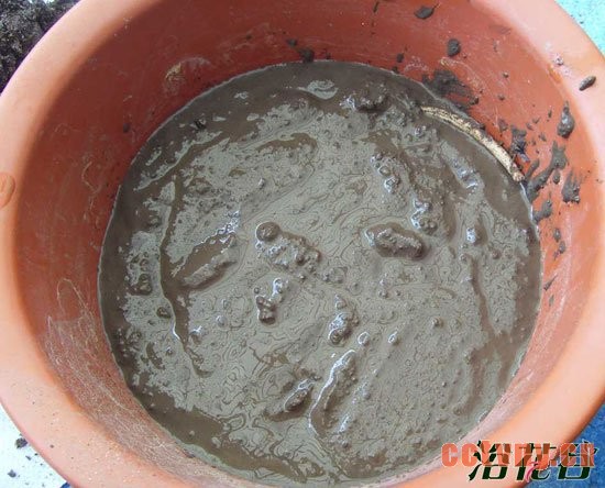 碗莲如何翻盆 碗莲翻盆记录(图)