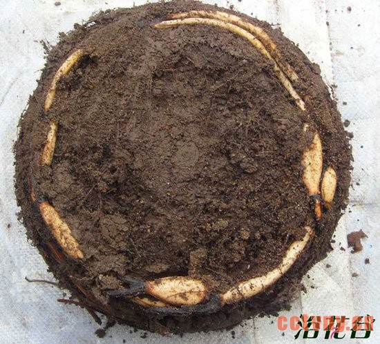 碗莲如何翻盆 碗莲翻盆记录(图)