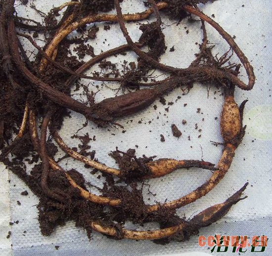 碗莲如何翻盆 碗莲翻盆记录(图)