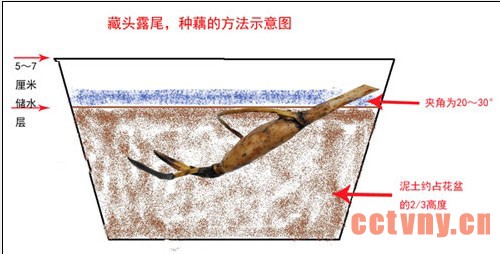碗莲如何翻盆 碗莲翻盆记录(图)