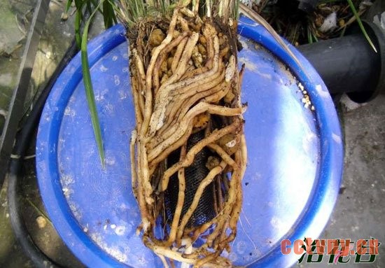 兰花换盆注意事项