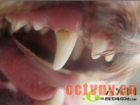 牙结石疾病示例图-pet19.com
