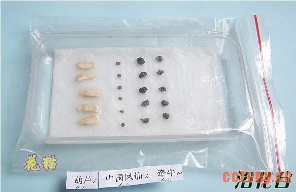 值得注意的是，如果催芽时间过长，种子萌发的根部是水生根，不利于移植，容易死亡。