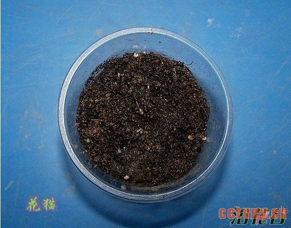 值得注意的是，如果催芽时间过长，种子萌发的根部是水生根，不利于移植，容易死亡。