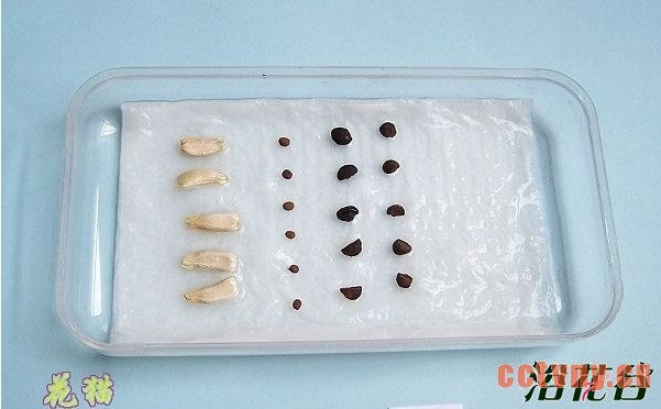 值得注意的是，如果催芽时间过长，种子萌发的根部是水生根，不利于移植，容易死亡。