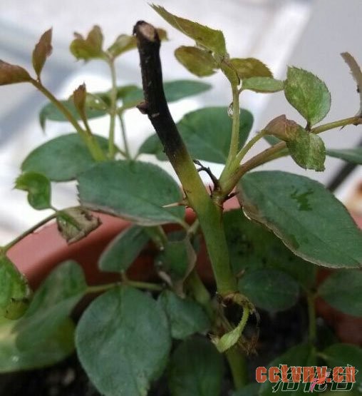 月季黑杆的原因(月季黑枝)