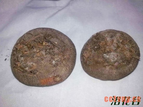 仙客来种球该咋样种