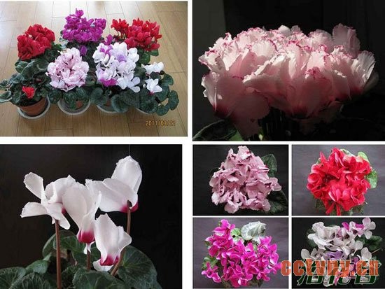 仙客来种球该咋样种