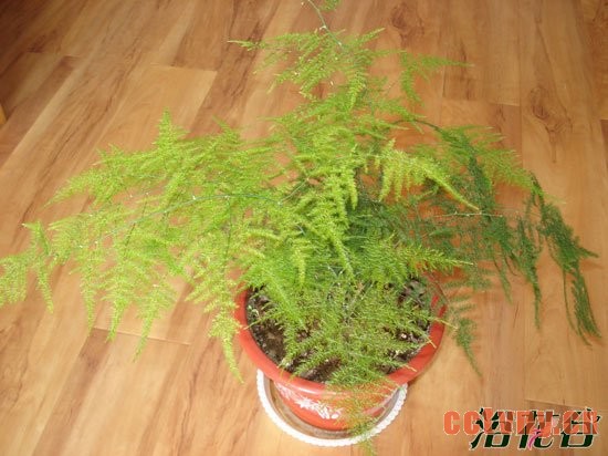 文竹换盆 文竹什么时候换盆