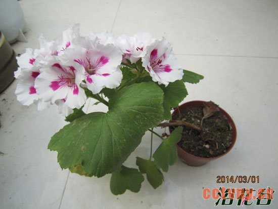 天竺葵什么时候开花