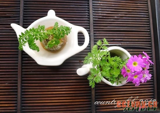 怎么做胡萝卜盆栽