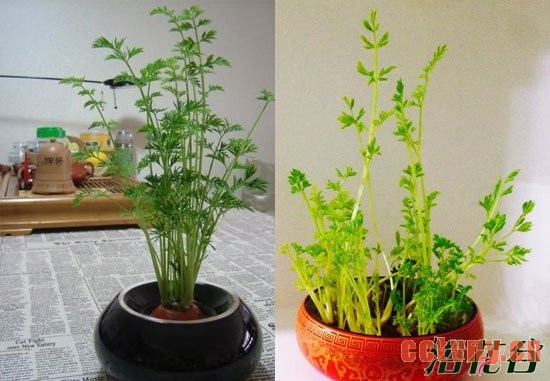 怎么做胡萝卜盆栽