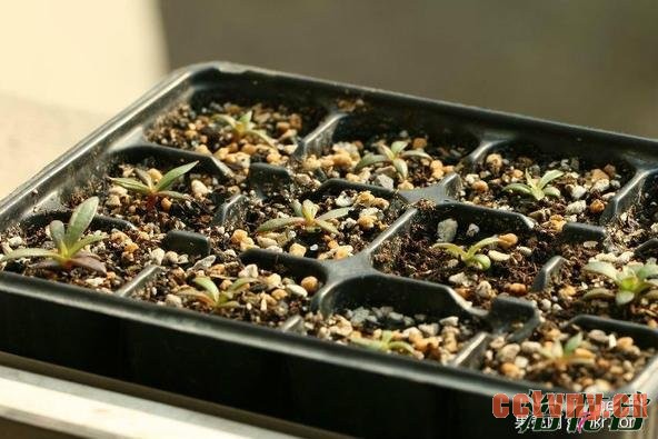 露薇花播种到开花全过程图解