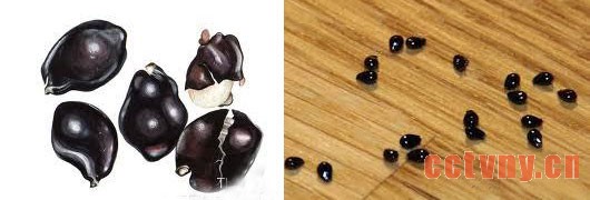 露薇花播种到开花全过程图解