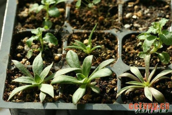 露薇花播种到开花全过程图解