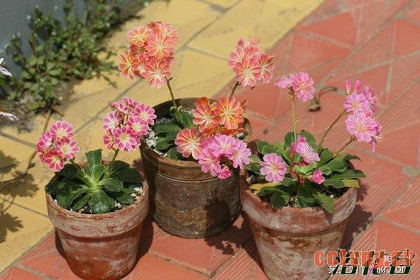 露薇花播种到开花全过程图解