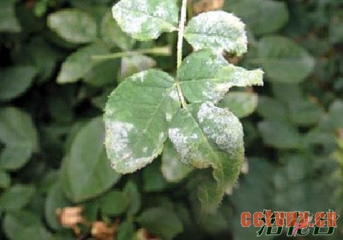 月季病虫害识别(图)