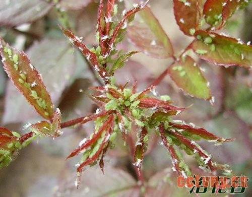 月季病虫害识别(图)