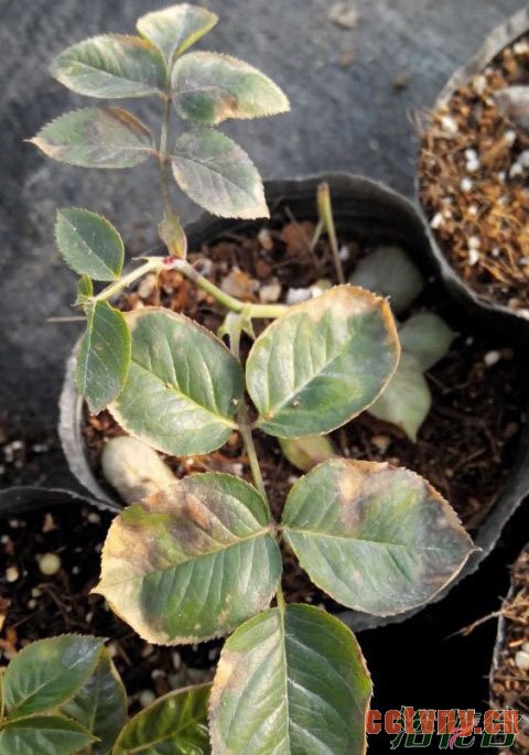 月季病虫害识别(图)