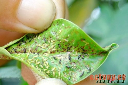 月季病虫害识别(图)