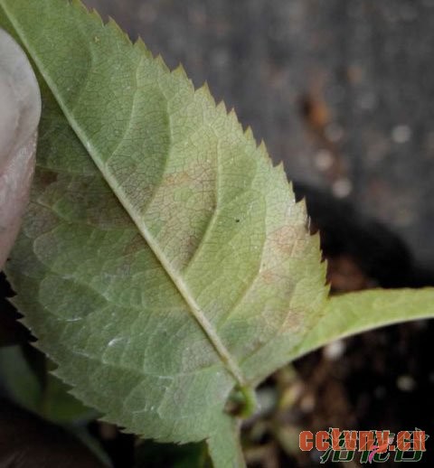 月季病虫害识别(图)