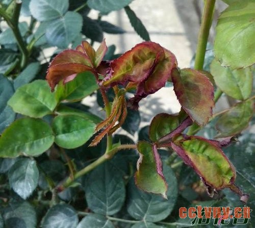 月季病虫害识别(图)