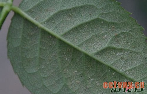 月季病虫害识别(图)