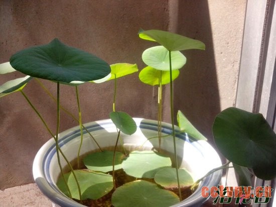 碗莲不开花的原因(经验)