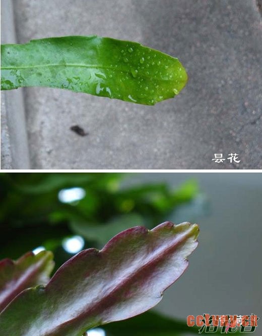 昙花和令箭荷花的区别(图文对比)