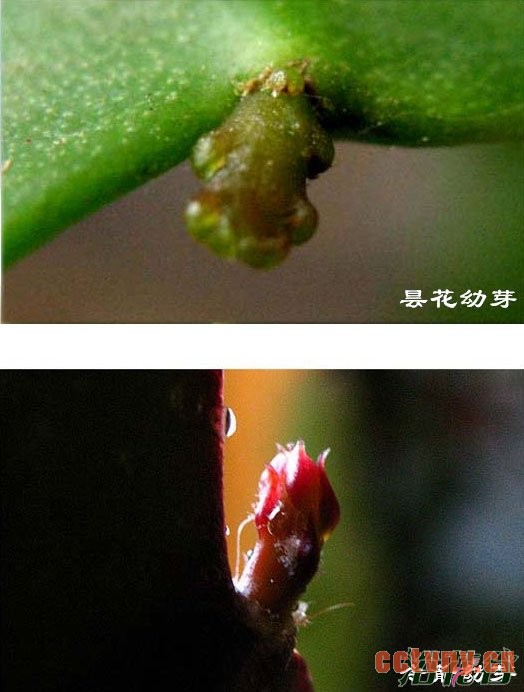 昙花和令箭荷花的区别(图文对比)