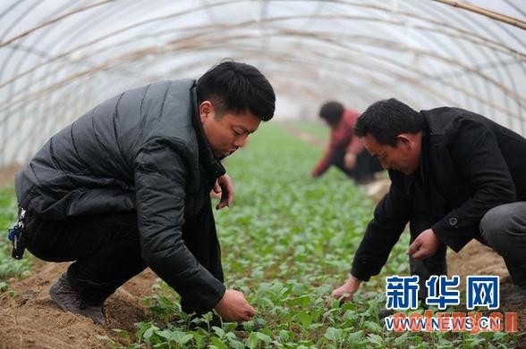 家庭农场，现代农业新引擎 