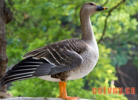 养大雁放飞致富梦