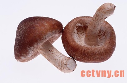 用香菇带动群众致富 彰显巾帼不让须眉