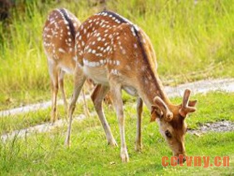 甘肃农民养殖梅花鹿，年收入七八十万