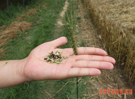 种黑小麦，带领大伙儿发&ldquo;黑财&rdquo;