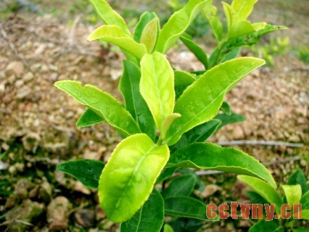 黄茶成为茶叶新宠