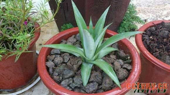 菠萝盆栽种植方法