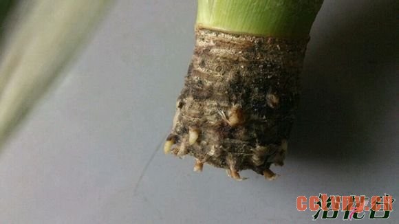 菠萝盆栽种植方法