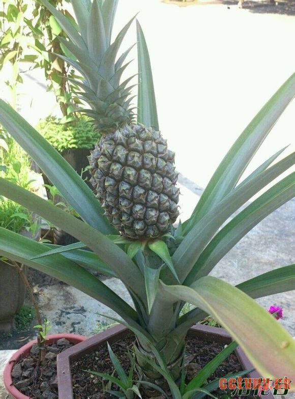 菠萝盆栽种植方法