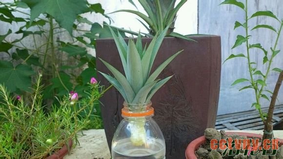 菠萝盆栽种植方法