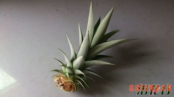 菠萝盆栽种植方法