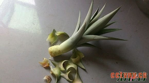 菠萝盆栽种植方法