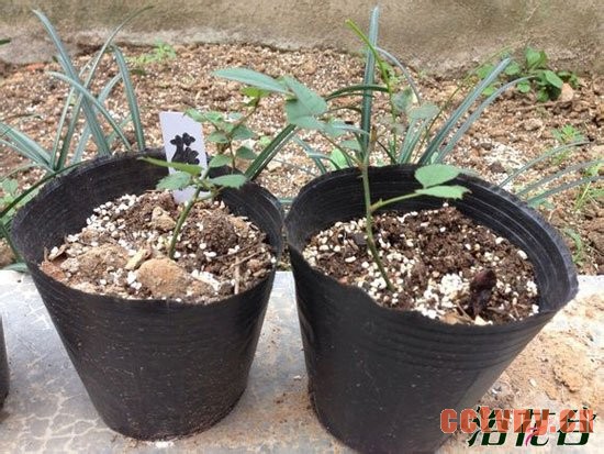 月季牙签苗的养护方法