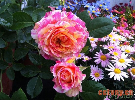 月季花怎么种植(心得版)